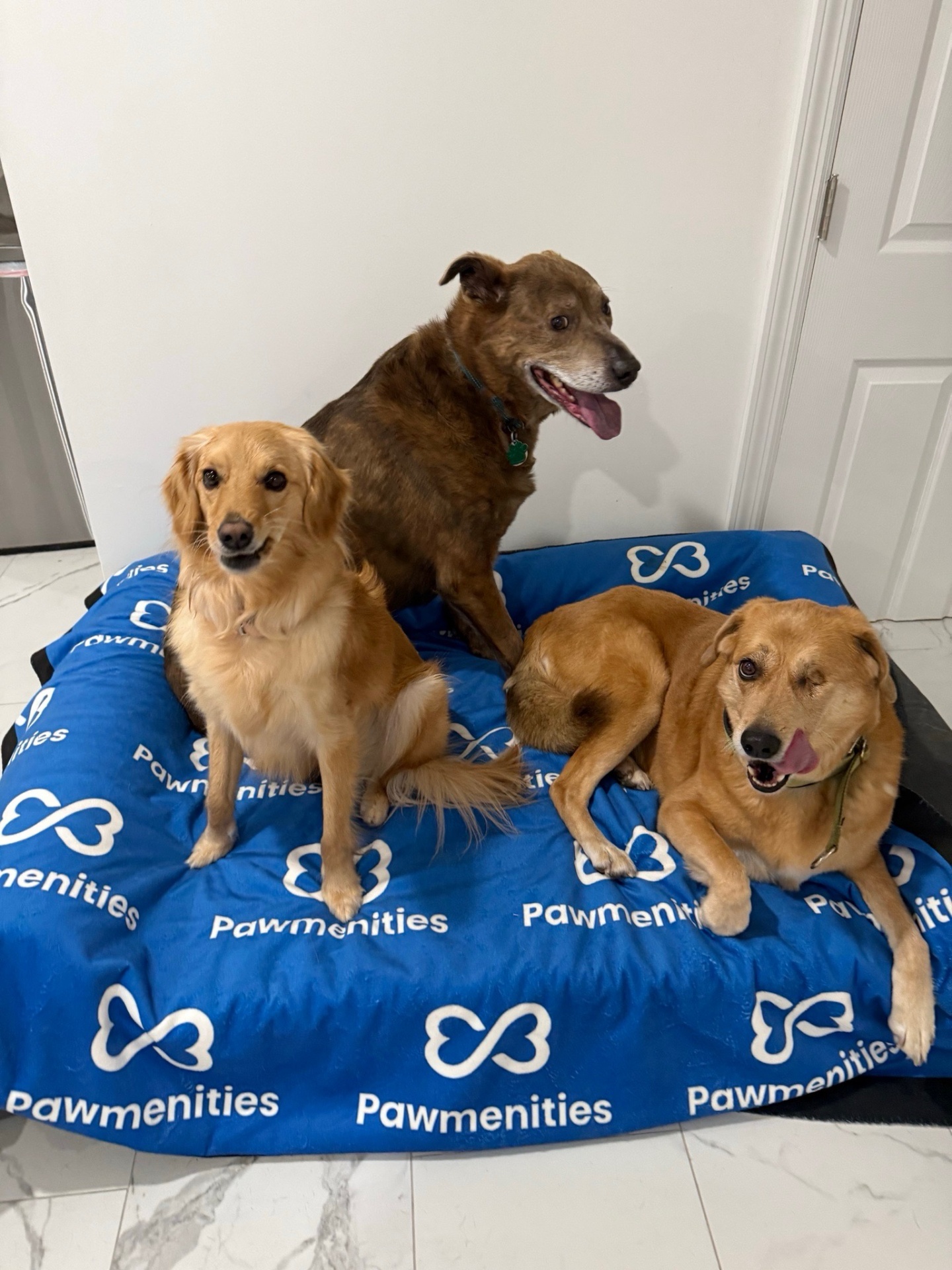Pawmenities founders with dogs
